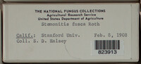 Stemonitis fusca image